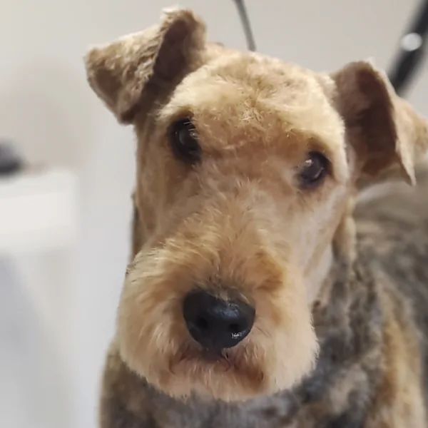 Realisation 10 de Ô chien pacha