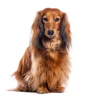 BAIN Poil long - Très petit chien < 5 kgs  - Au palais du toilettage