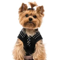 TONTE - Très petit chien < 5 kgs  - Au palais du toilettage