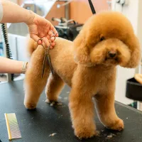 TONTE - TONTE NEW LOOK - Chien Moyen - Au palais du toilettage