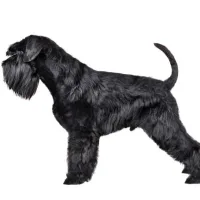 TONTE - TONTE NEW LOOK - Grand chien  - Au palais du toilettage