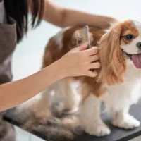 EPILATION - Chien moyen - Au palais du toilettage