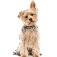 CISEAUX - Petit chien - Au palais du toilettage