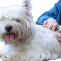 EPILATION - Petit chien - Au palais du toilettage