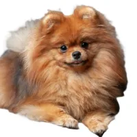 CISEAUX - COUPE CISEAUX SOUS POIL DENSE  - Très petit chien < 5 kgs - Au palais du toilettage