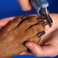 Autre services - Ongles - Au palais du toilettage