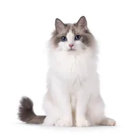 CHATS - BAIN POIL LONG - Au palais du toilettage