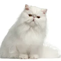 CHATS - TONTE POIL LONG - Au palais du toilettage